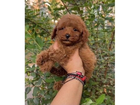 Toypoodle yavrularımız 