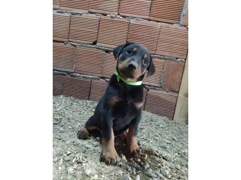 Dev doberman yavrular