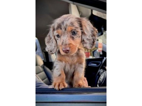 Tr de tek uzun tüylü dachshund