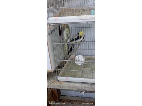 1.5 yaşında wifi çift sultan kanı sağlam kuşlardır