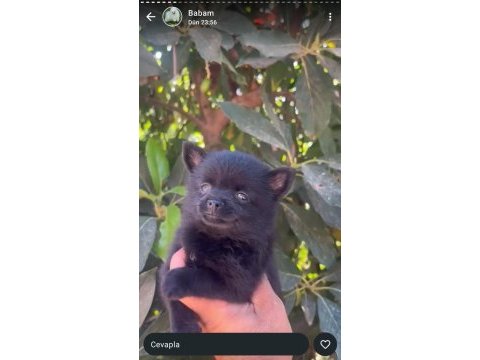 Chihuahua yavrularımız ırk ve sağlık garantili
