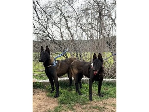 Belcika dark malinois