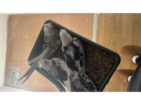 3 yaşında mecburiyetten satılık sultan papağanı takımlar