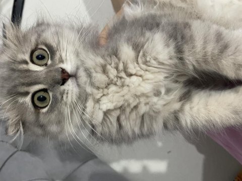 Dünya tatlısı scottish fold