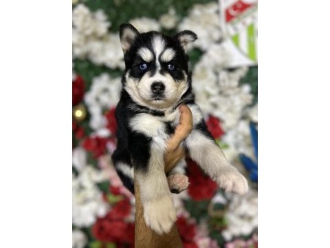 Sibirya kurdu (husky) yavrularımız