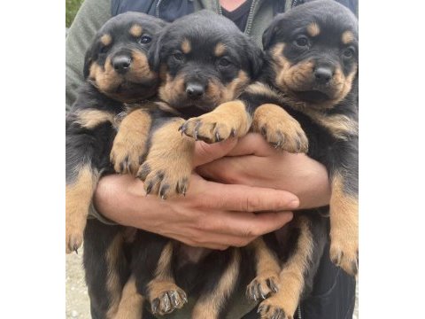 Orjinal yavru rottweiler