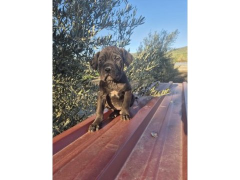 Cane corso yavrularımız