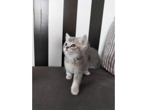 British shorthair blue golden ay11 erkek yavru