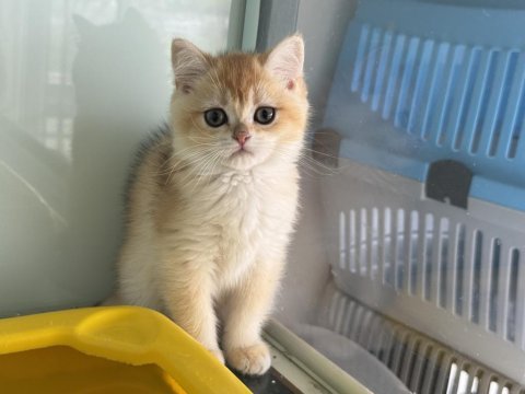 En güzel ny12 golden british shorthair yavrumuz