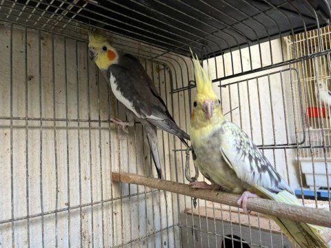 Grey pied sultan papağanı takım