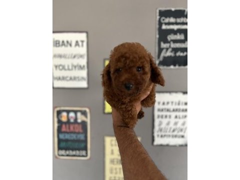 Toy poodle yavrularımız rezerve açık