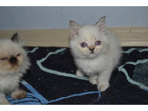 British shorthair yavru kedilerimiz