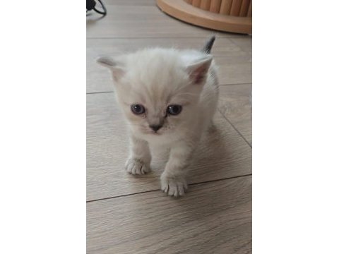 British blue point