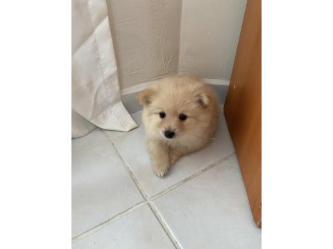 Erkek pomeranian bebek