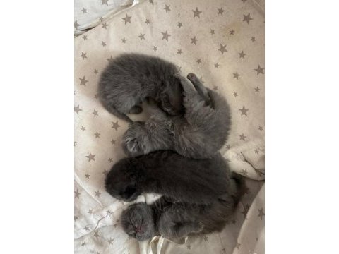 Masal gibi 4 scottish fold yavrumuz yeni yuvasını