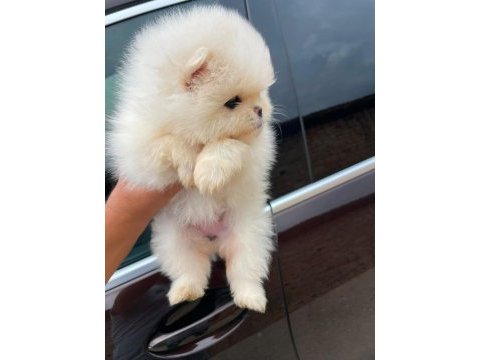 Show kalite pomeranian boo