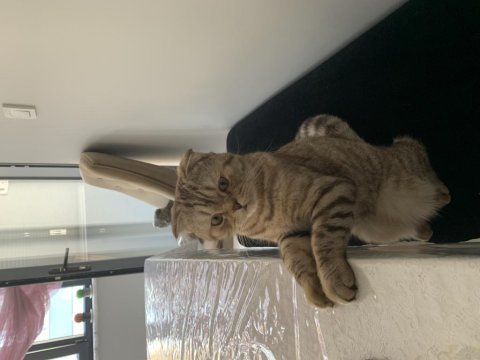 Scottish fold kedisi