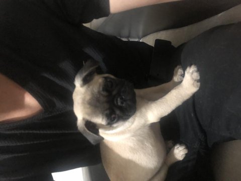 2,5 aylık orjinal pug cinsi köpeğimiz sahibini arıyor