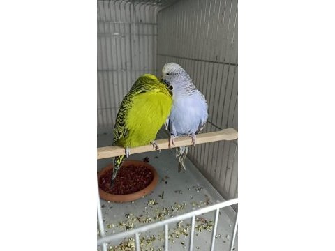 Jumbo dişi muhabbet kuşu