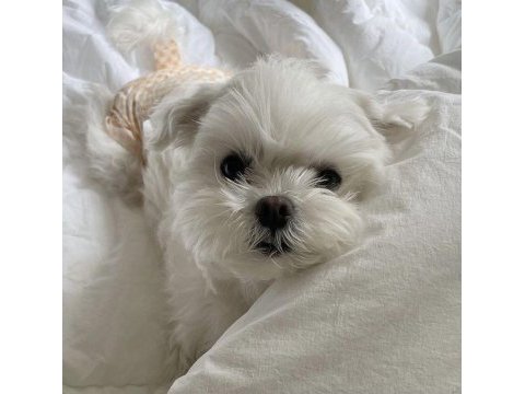 Kore maltipoo yavrularımız