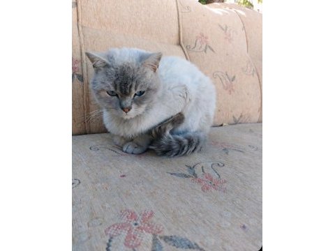 Blue point british shorthair