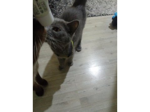 Kızımızı sahiplendiriyoruz british shorthair