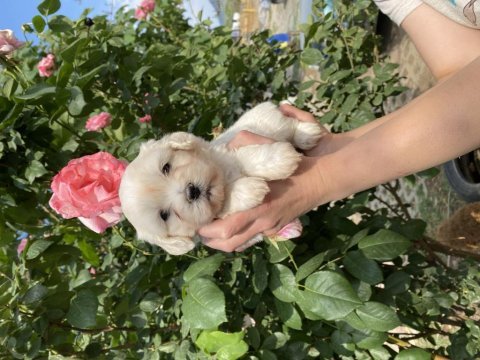 Maltese terrier