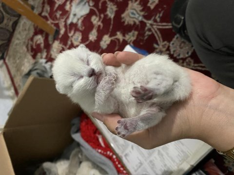 British blue point erkek yavru