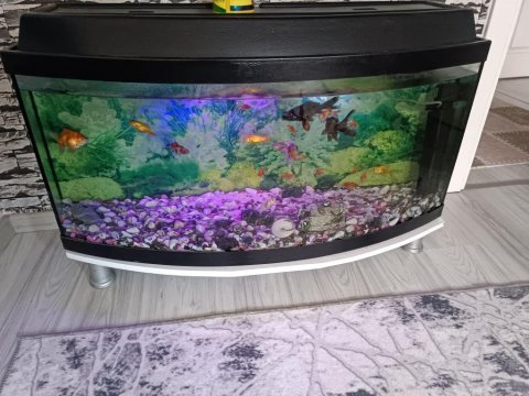 Akvaryum ve balık