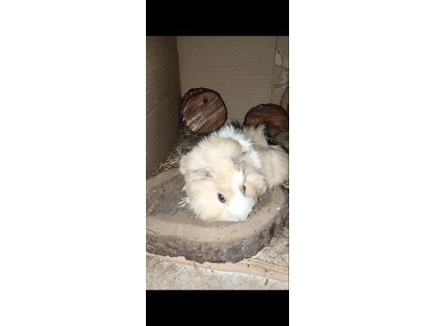 Yavru ve yetişkin guinea pig mevcuttur