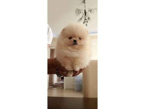 Bal gibi teacup ayıcık mini boy pomeranian