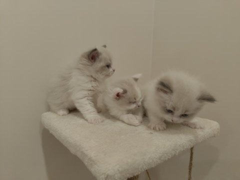 Blue bicolor ragdoll yavrular - henüz 1 aylık