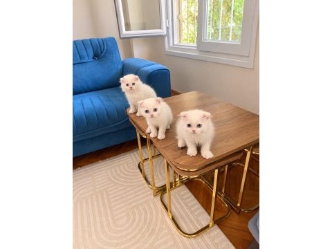 Beyaz british shorthair erkek yavru yeşil gözlü