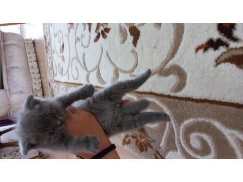 British shorthair yavru kedimiz