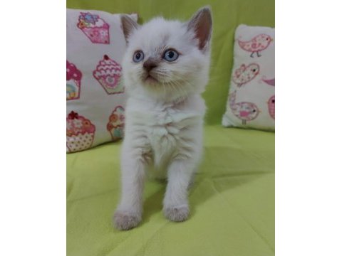 British shorthair bebeklerimi veriyorum