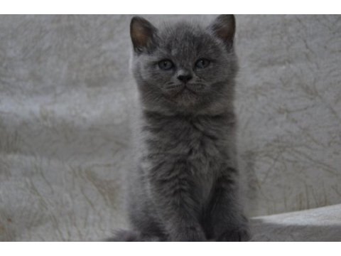 British shorthair yavrular
