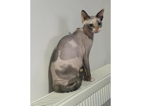 Hamile sphynx (sfenks)
