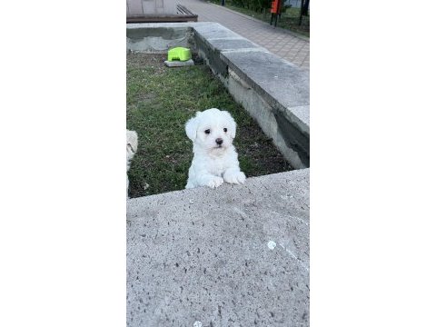 Safkan maltese terrier yavrularımız hazır