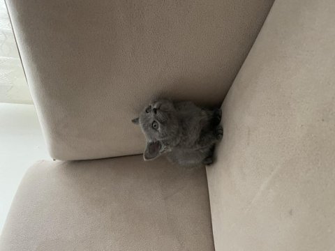 British shorthair dişi yavru