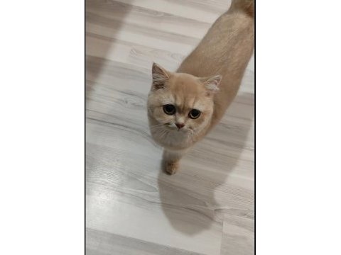 Kedimiz yeni yuvasını arıyor