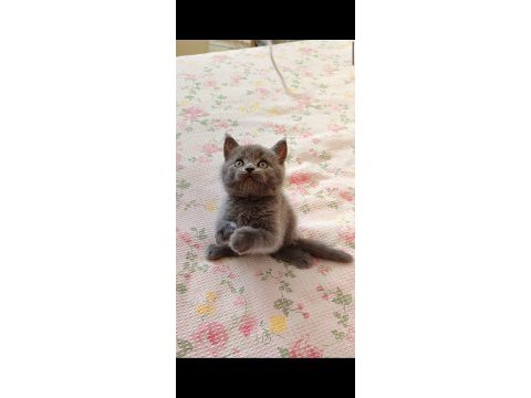 Gri lilac dişi erkek safkan yavrular