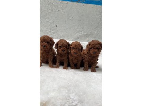 Güzellik abidesi erkek dişi poodle bebekler