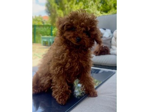 6 aylık 1200 gr tea cuo kore poodle yavrumuz