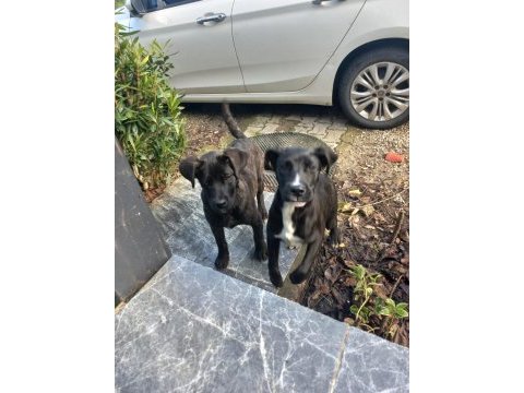 Yalova cınarcık ta ücretsiz yavru cane corso ıtalıano