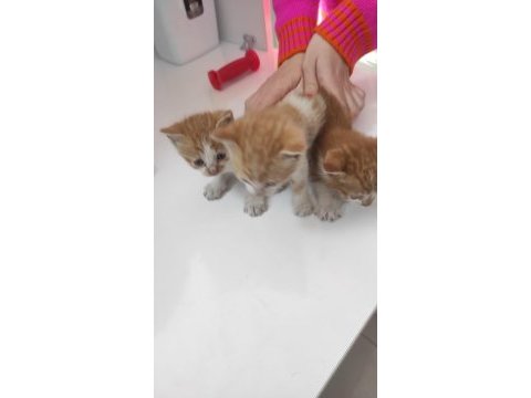 1 aylık minicik bebiş kediler tamamen ücretsiz