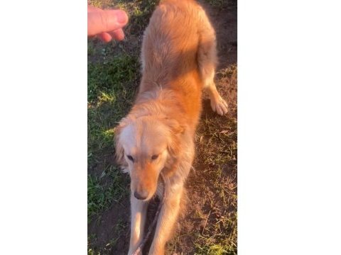 Altın kız golden retriever