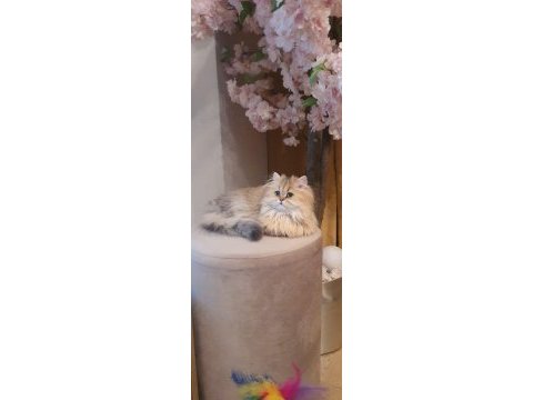 Blh ny11 güzellik yarışmasına hazır british longhair kızımız