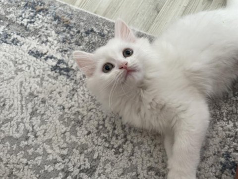 British longhair