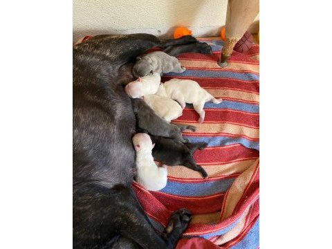 Yer probleminden dolayı dişi french