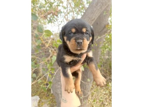 A kalite rottweiler yavrular